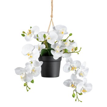 Phalaenopsis in hanging basket