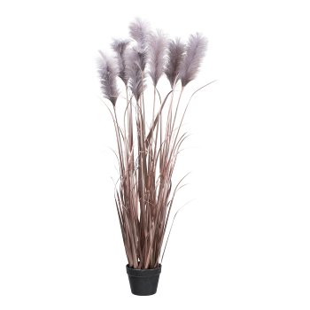 Pampas grass in pot, 132cm, rose-gold