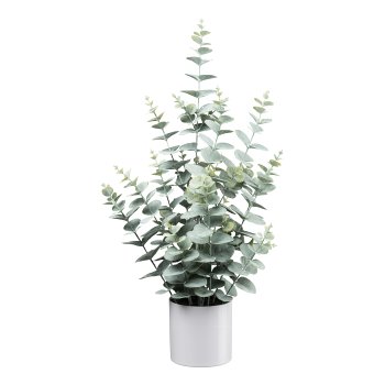 Eucalyptus, 65cm in white melamine pot, 12.5x12.5cm