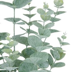Eucalyptus, 52cm, grey green, in white melamine pot 11x10cm
