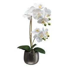 Phalaenopsis in ceramic pot,