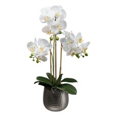 Phalenopsis in ceramic pot, 55