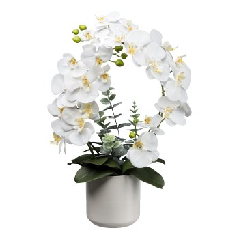 Phalaenopsis im Keramiktopf, 60cm, weiß