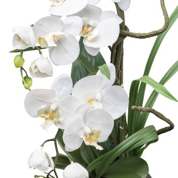 Phalaenopsis im Silbervase, 68cm, weiß