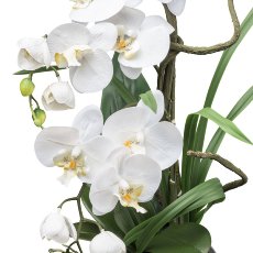 Phalaenopsis im Silbervase, 68cm, weiß