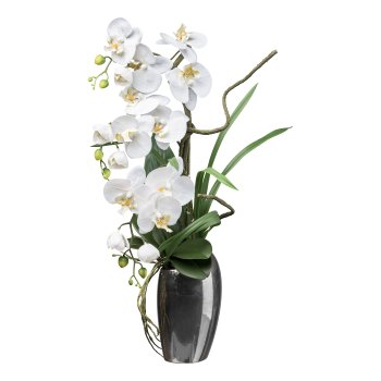 Phalaenopsis in silver vase, 68cm, white