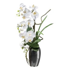 Phalenopsis in silver vase, 68