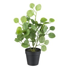 Eucalyptus in pot, 33 cm,