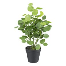 Eucalyptus in pot, 38 cm,