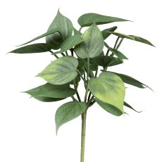 Pothos leaf bush, 26 cm, green