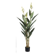 Cannapflanze, 145cm, weiß