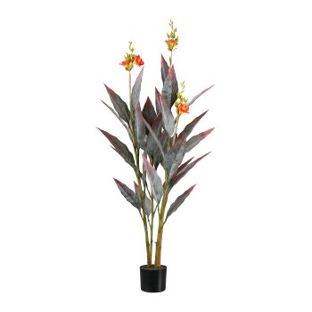 Canna plant, 145cm, orange