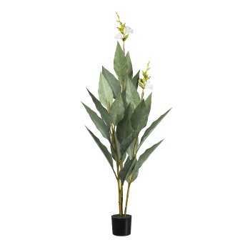 Canna plant, 133cm, white