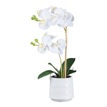 Phalaenopsis in ceramic pot, 48cm, white