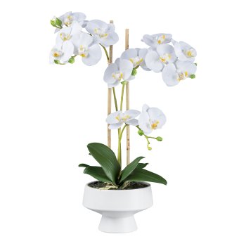 Phalaenopsis in ceramic bowl on foot, 50cm, white