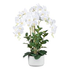 Orchid in ceramic pot, 93 cm,