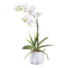 Orchidee im Melaminetopf, 50