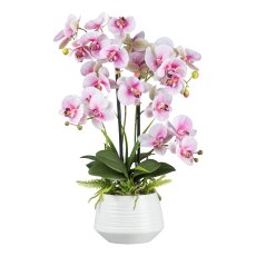 Orchid in ceramic pot, 65 cm,