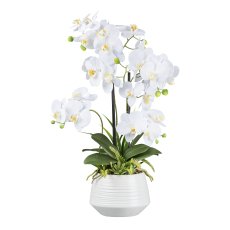 Orchid in ceramic pot, 65 cm,