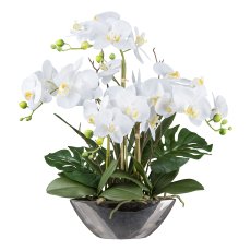 Orchid in silver bowl, 53 cm,