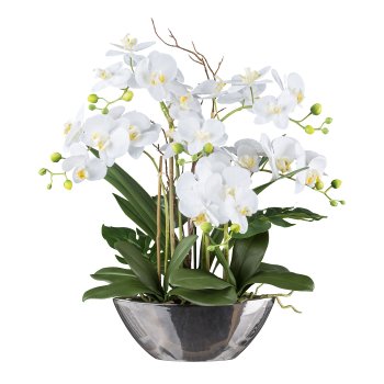 Orchidee in Silberschale, 60 cm, weiß "Real Touch"