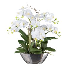 Orchid in silver bowl, 60 cm,