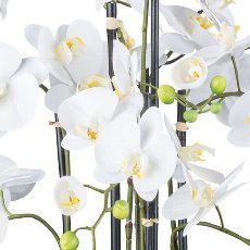 Orchid in soil ball, 93cm, white