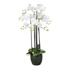 Orchidee im Erdballen, 93cm, weiß "Real Touch"