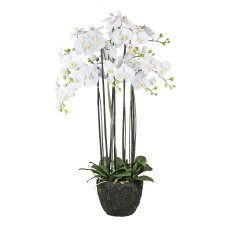 Orchidee im Erdballen, 113 cm,