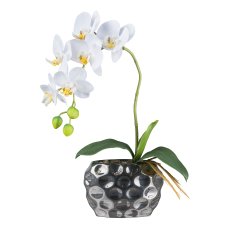 Orchid in silver bowl, 35 cm,