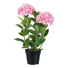 Hydrangea in pot, 58 cm, pink