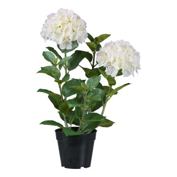 Hydrangea, 58cm, white, in pot