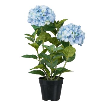 Hortensie, 58cm, blau, im Topf