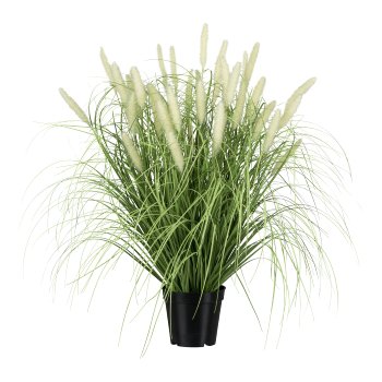 Pennisetum in pot, 65cm