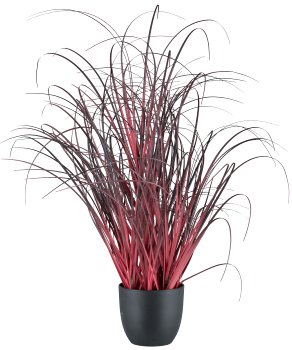 Grass in pot, 45cm, dark red