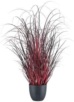 Grass in pot, 62cm, dark red