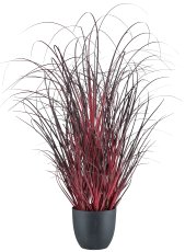 Grass in pot, 62cm, dark red