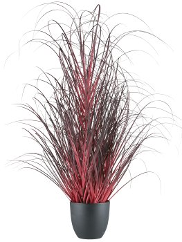 Grass in pot, 102cm, dark red