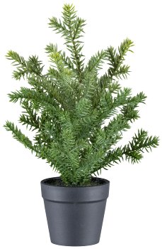 Yew in pot, 28cm, green