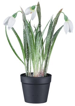 Snowdrop in pot, 20cm, white