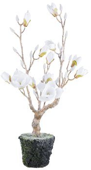 Magnolie geeist im Ballen, 77,5cm, weiß
