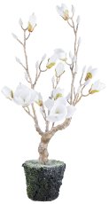 Magnolia iced in bale, 77,5cm, white
