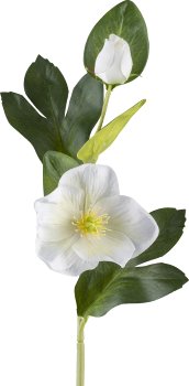 Christmas rose, 36cm, white