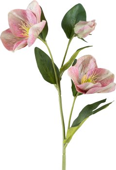 Christrose geeist, 36cm, rosa pfeffer