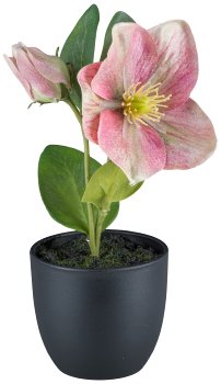 Christmas rose in pot, 19cm, pink pepper