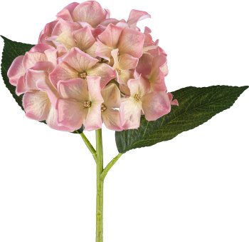 Hydrangea, 30cm, complexion