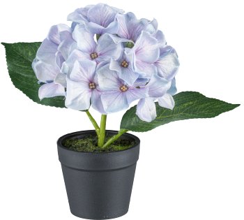 Hydrangea in pot, 20cm, light purple