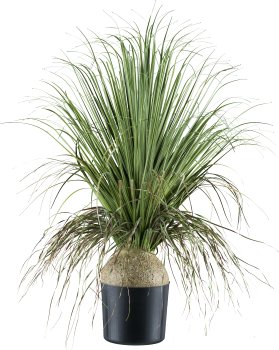 Beaucarnea, 68cm, green, in plastic pot