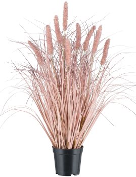 Pennisetum, 60cm, rosa