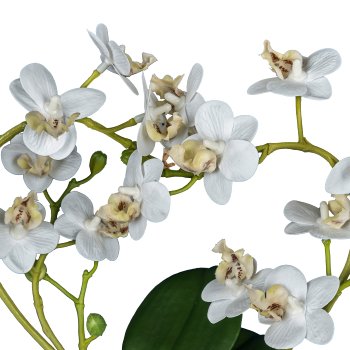 Phalaenopsis curved in heart shape, 26cm, white, in ceramic pot